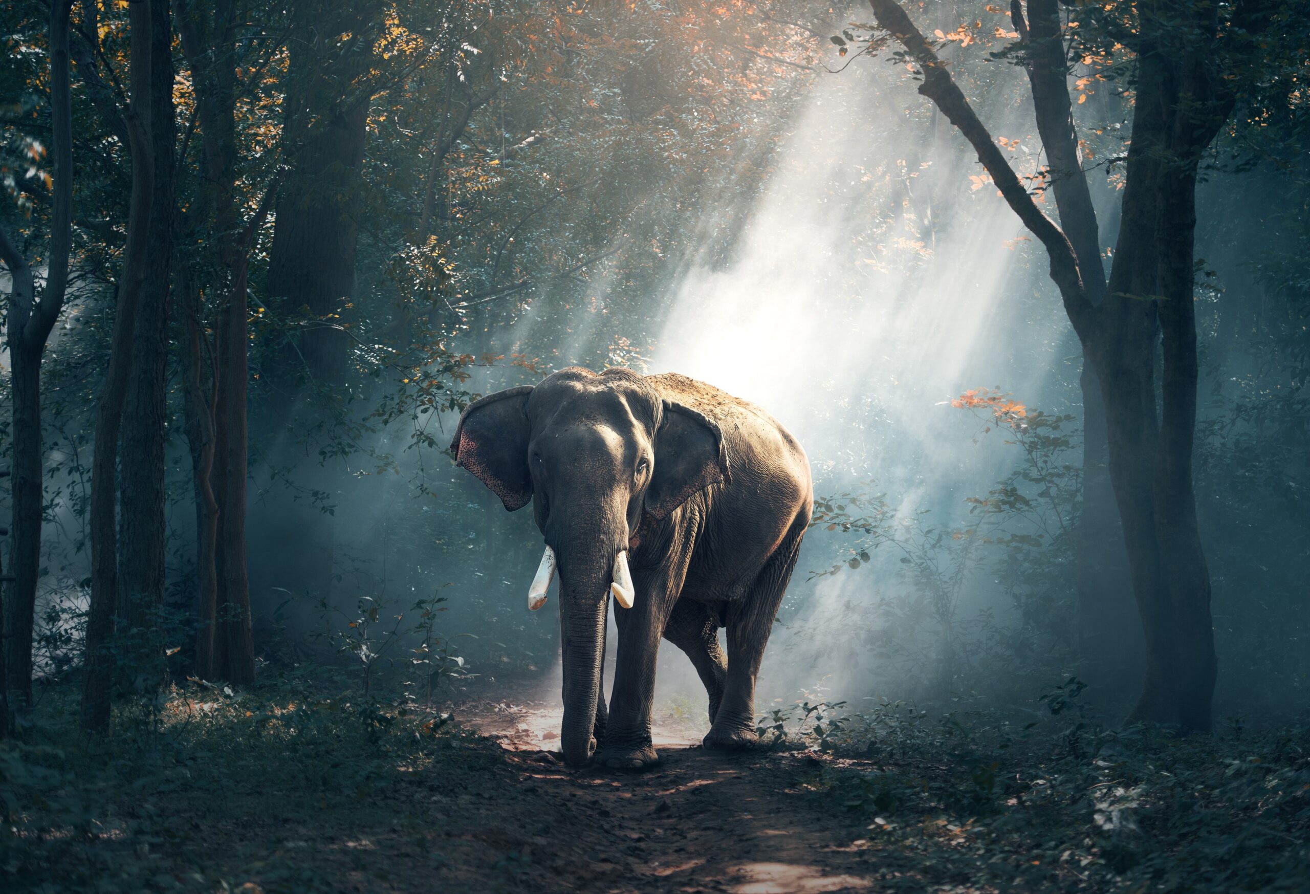 ELEPHANT NATURE PARK- Chiang Mai Thaïlande