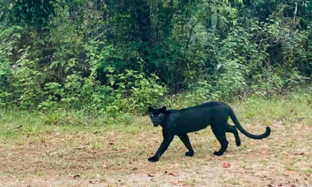 Une panthère noire menacée d’extinction a été repérée dans un parc national du centre de la Thaïlande.